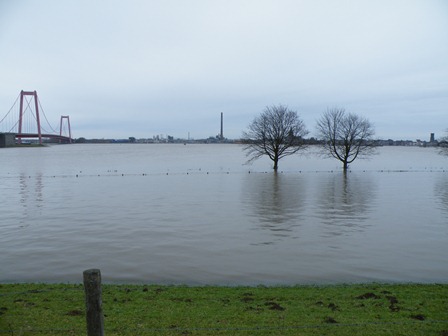 Der Rhein hat Hochwasser